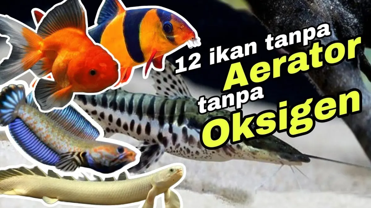  Pelajari 12 jenis ikan hias tanpa aerator yang kuat dan mudah dirawat. Pilihan ideal bagi pemula yang menginginkan akuarium hemat biaya dan praktis.