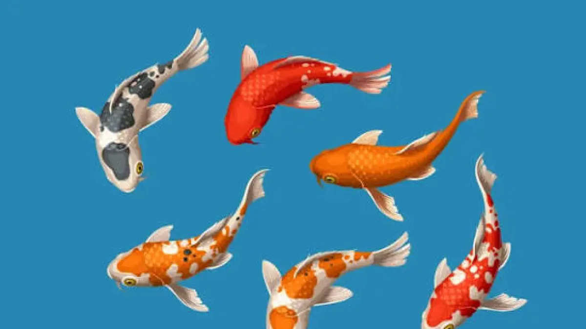  Pelajari cara memelihara anakan ikan koi tanpa aerator dan filter agar tidak gampang mati. Solusi praktis dan hemat biaya untuk pemelihara pemula.