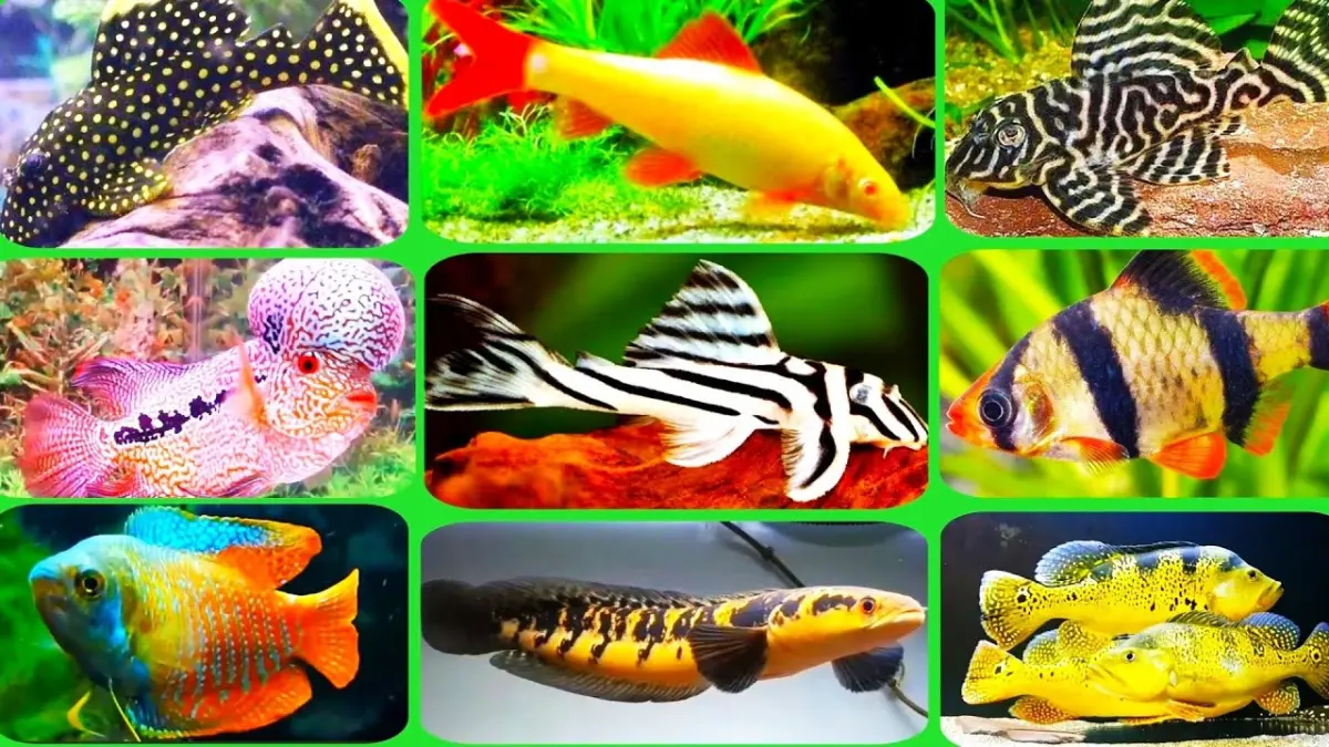  Temukan 22 jenis ikan hias tanpa aerator yang kuat dan mudah dirawat. Pilihan tepat bagi pemula yang ingin mengoleksi ikan hias minim peralatan.
