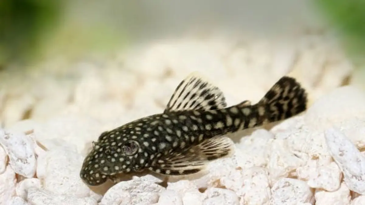 0 ikan hias tanpa aerator yang mudah dipelihara, mulai dari cupang, guppy, molly, komet, platy, hingga sapu-sapu (Pinterest).
