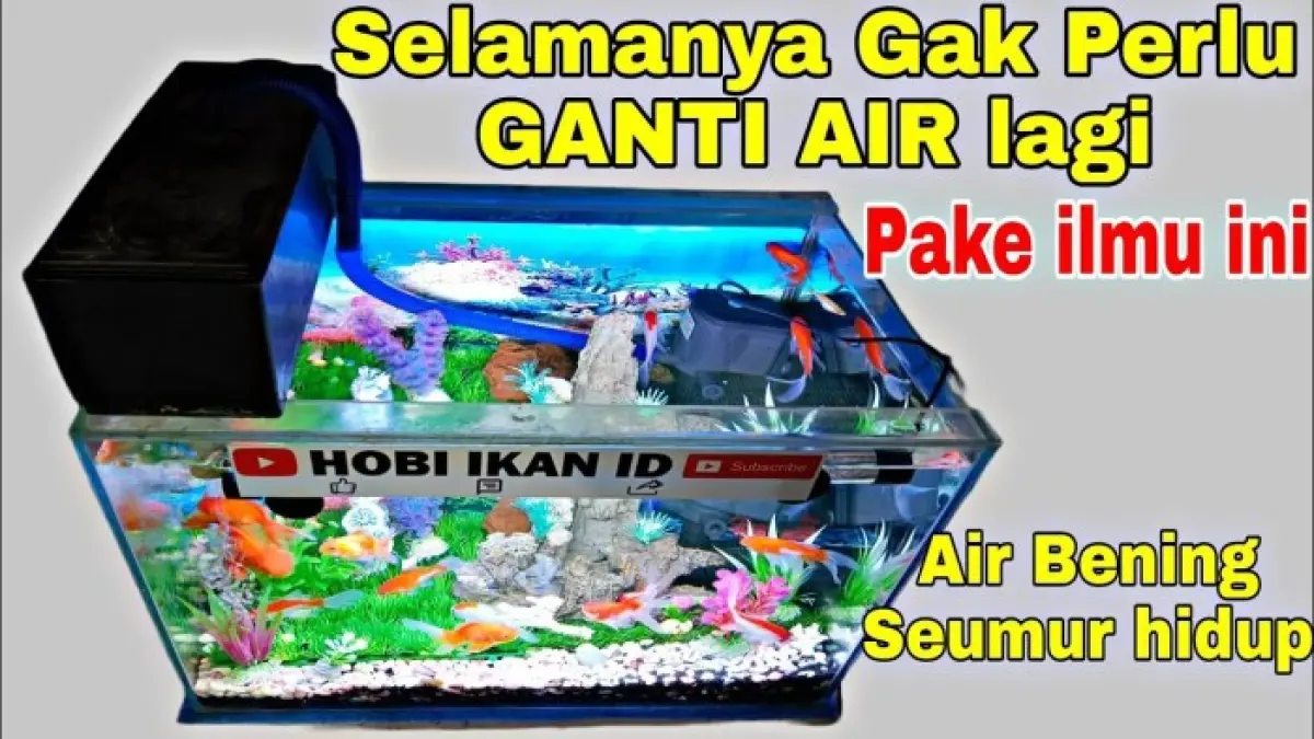 Cara membuat air akuarium jernih dan tak cepat kotor dengan under gravel, pasir Malang, filter, pompa, pakan, dan perawatan kaca.