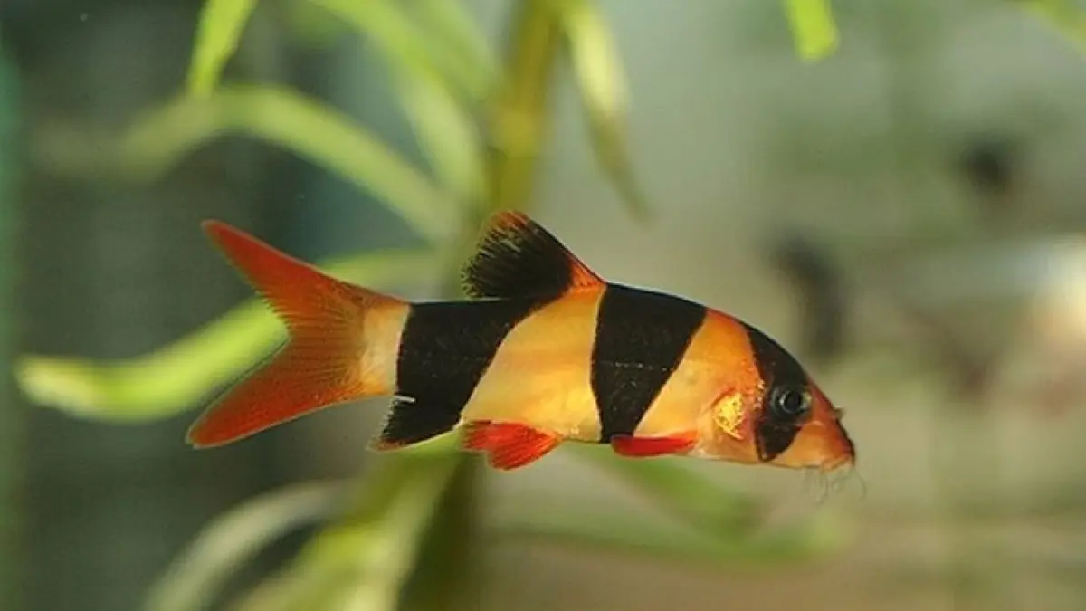 Ikan hias tanpa aerator bisa menjadi pilihan untuk akuarium sederhana. Ada botia, sepat hias, black ghost, hingga neon tetra (Pinterest).