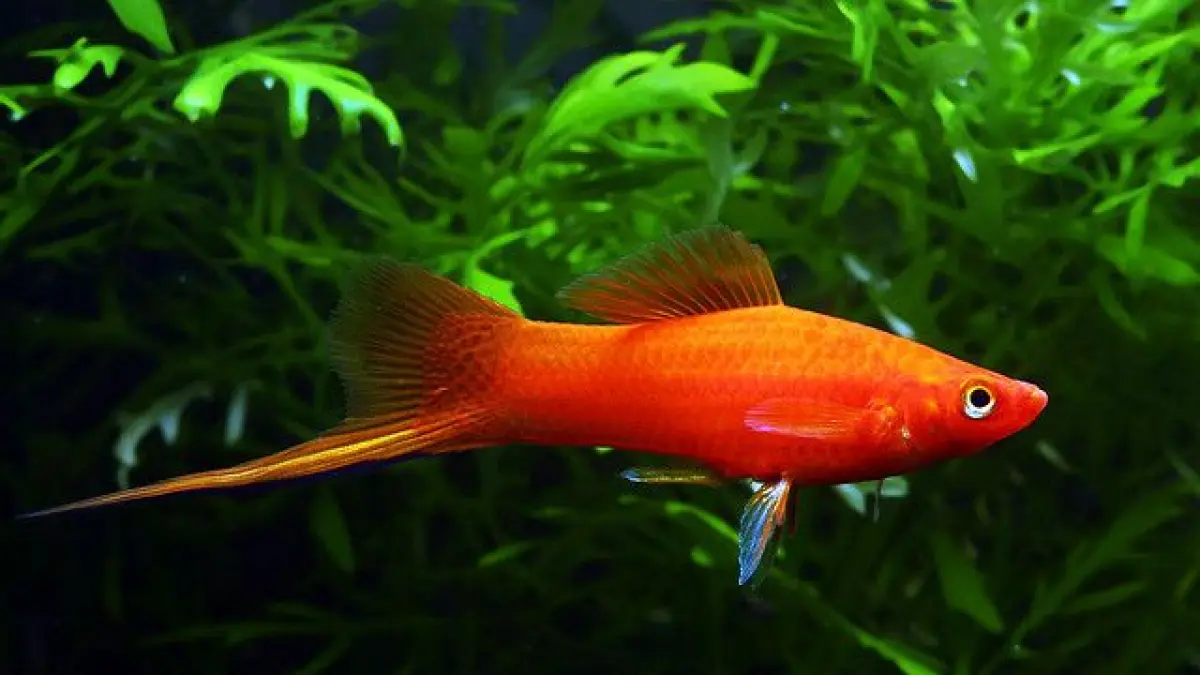 Ikan hias tanpa aerator dan filter bisa menjadi pilihan penghobi pemula, mulai dari cupang, gapi, moli, hingga swordtail (Pinterest).