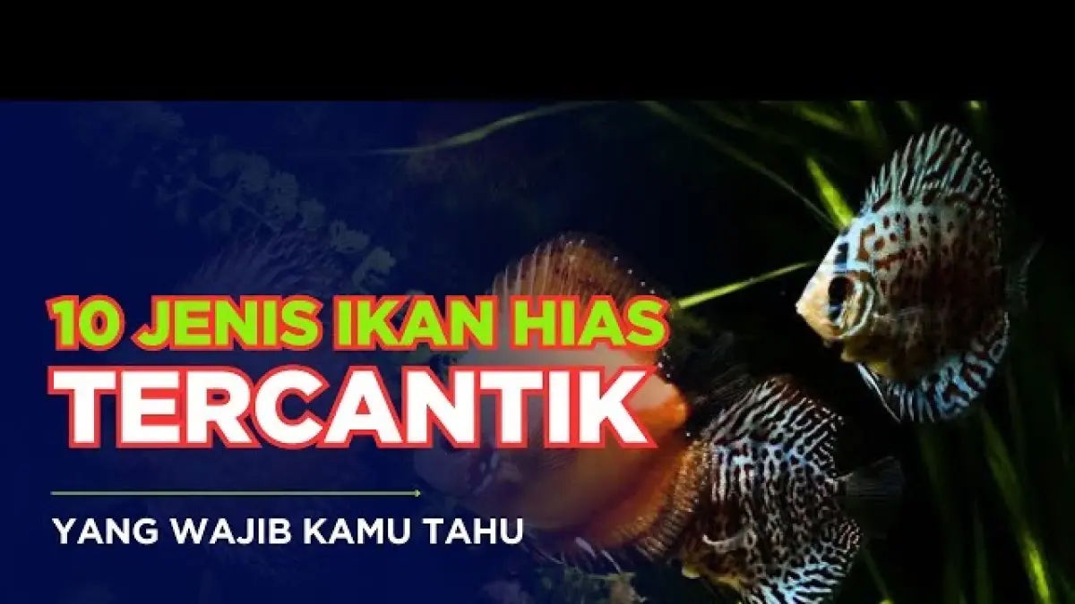 10 Ikan Hias Air Tawar Tercantik, Nomor 8 Punya Harga Fantastis


