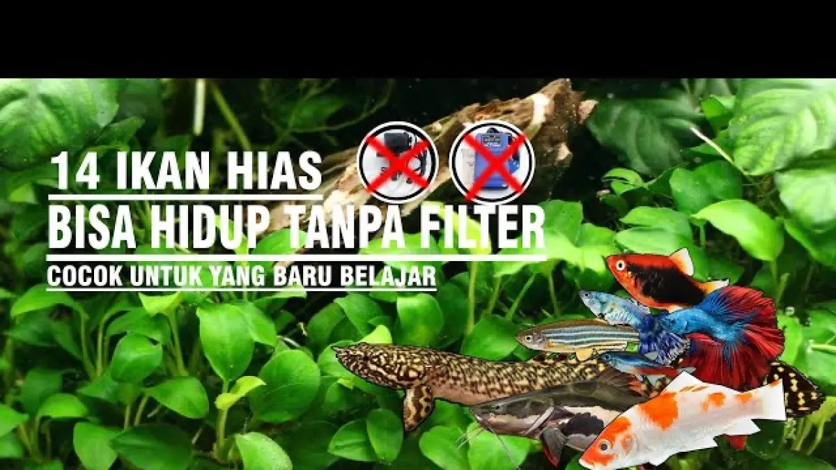 Akuarium Belum Punya Filter? 12 Ikan Hias Ini Disebut Bisa Jadi Pilihan