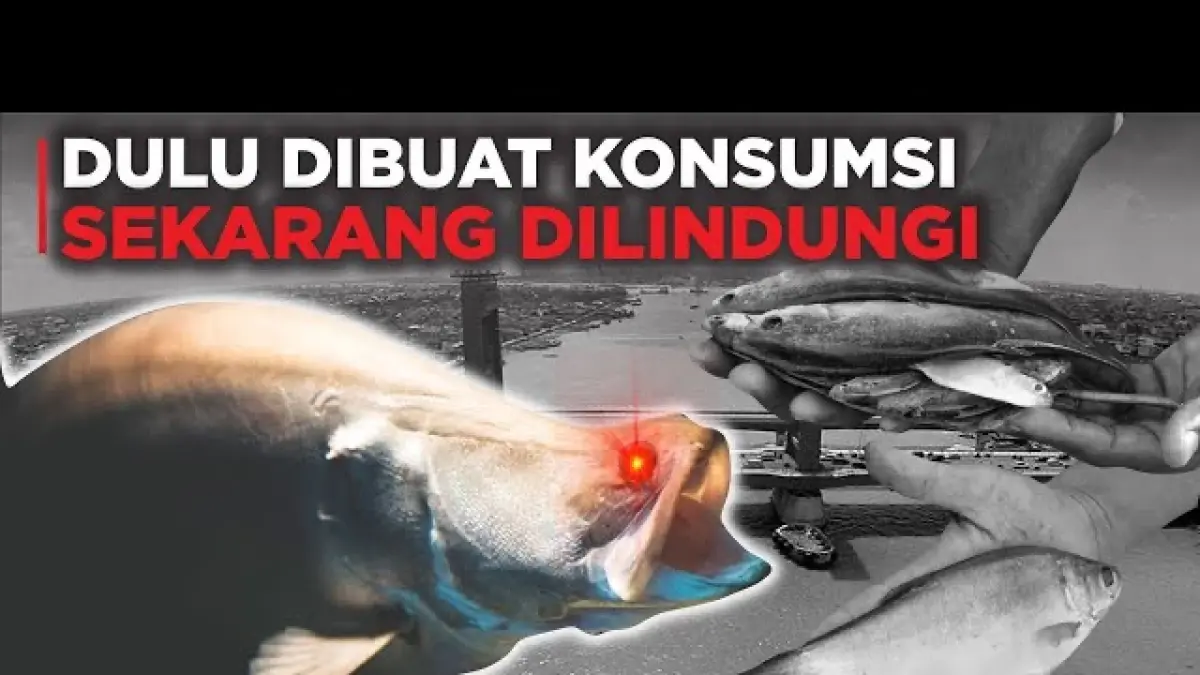 Ikan Belida Makin Langka, Ada yang Sudah Punah dan Kini Tak Boleh Sembarangan Ditangkap
