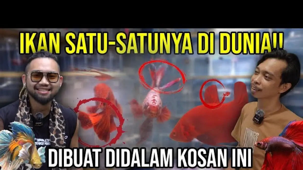 Bukan Ikan Cupang Biasa, Ekor Kembar Ini Dibanderol Rp16 Juta dan Diburu Kolektor