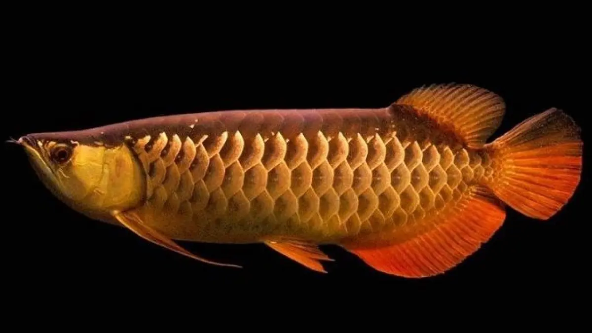 Alat akuarium ikan arwana wajib diperhatikan. Simak 5 perlengkapan penting, mulai filtrasi, aerator, heater, lampu hingga penutup.(PINTEREST)