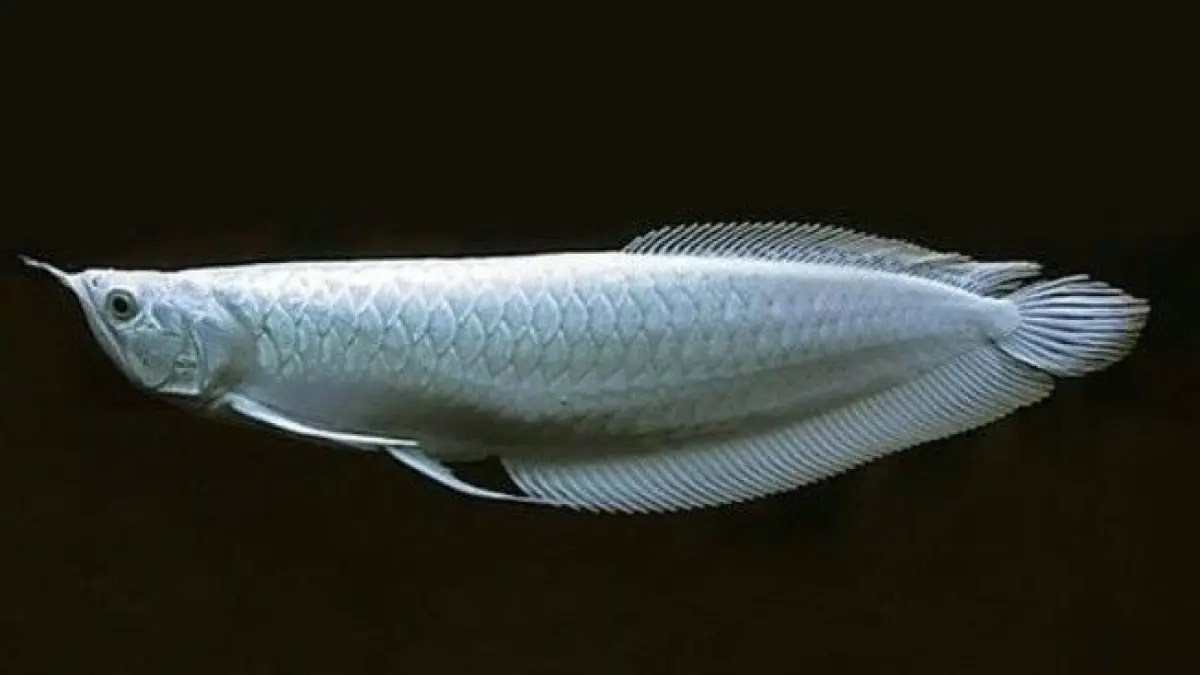 Arwana silver merupakan ikan purba dari Sungai Amazon yang bisa melompat hingga 2 meter. Simak karakter dan cara merawatnya di akuarium.(PINTEREST)