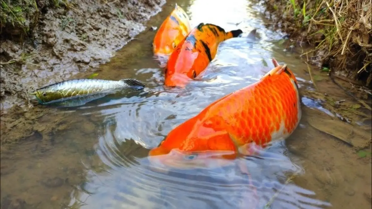 Berburu ikan koi dalam sebuah video menghasilkan sejumlah temuan, mulai dari koi berukuran besar hingga arwana dan ikan yang disebut monster.