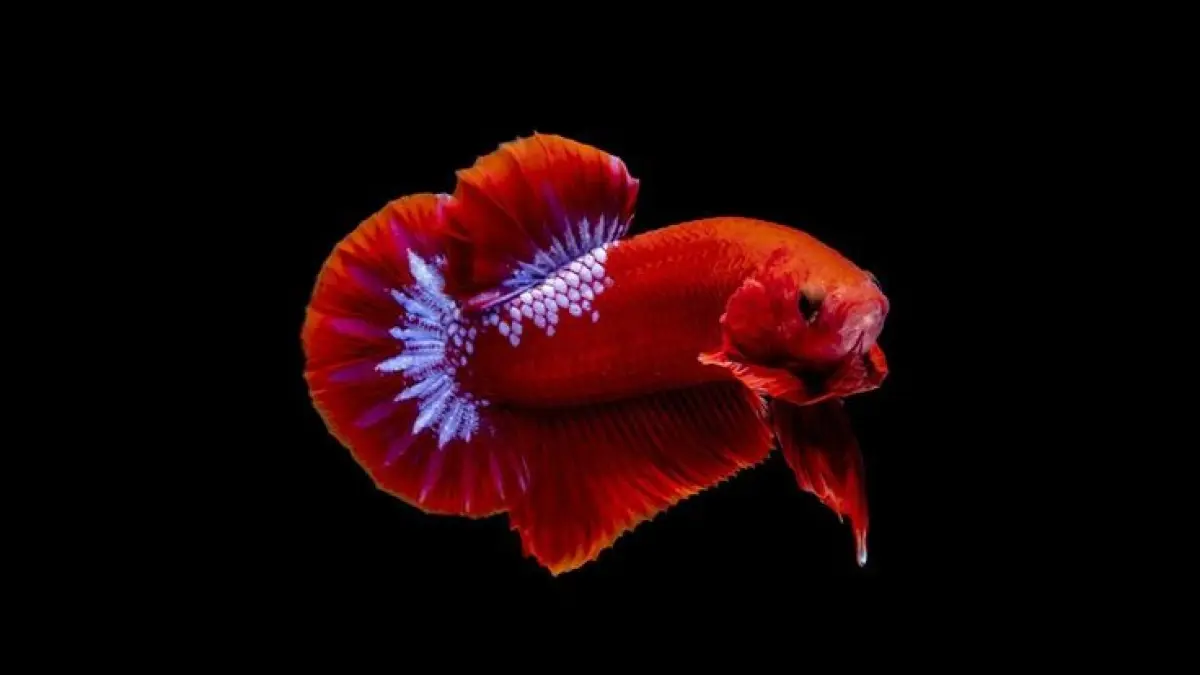 Cara merawat ekor ikan cupang agar tetap sehat dan cantik, mulai menjaga kualitas air, daun ketapang, garam ikan hias hingga pakan bergizi (Pinterest).