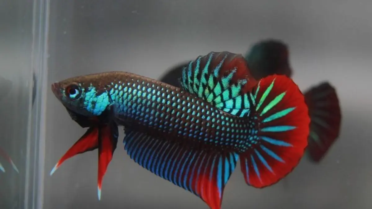 Cara merawat ikan cupang agar cepat tumbuh dan warnanya bagus, mulai dari wadah, air, pakan, penjemuran hingga perawatan sirip (Pinterest).