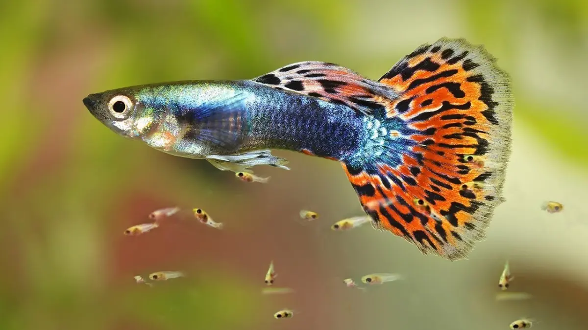 Cara merawat indukan guppy hamil agar melahirkan anakan yang banyak dan sehat. Pelajari pola pakan hidup, kualitas air, hingga penataan wadah.