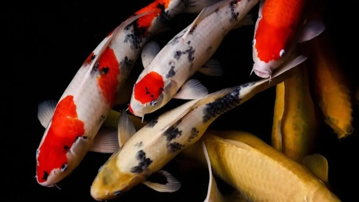 Ikan koi dikenal sebagai simbol cinta dan persahabatan. Ikan hias ini juga disebut mampu mengenali pemilik dan hidup hingga 50 tahun.