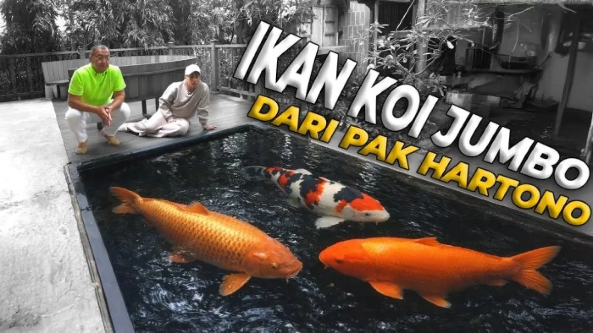 Ikan koi jumbo 105 cm jenis Cagoi Ginrin menjadi penghuni baru kolam, bersama Yellow Monkey 57 cm dan koi Showa.