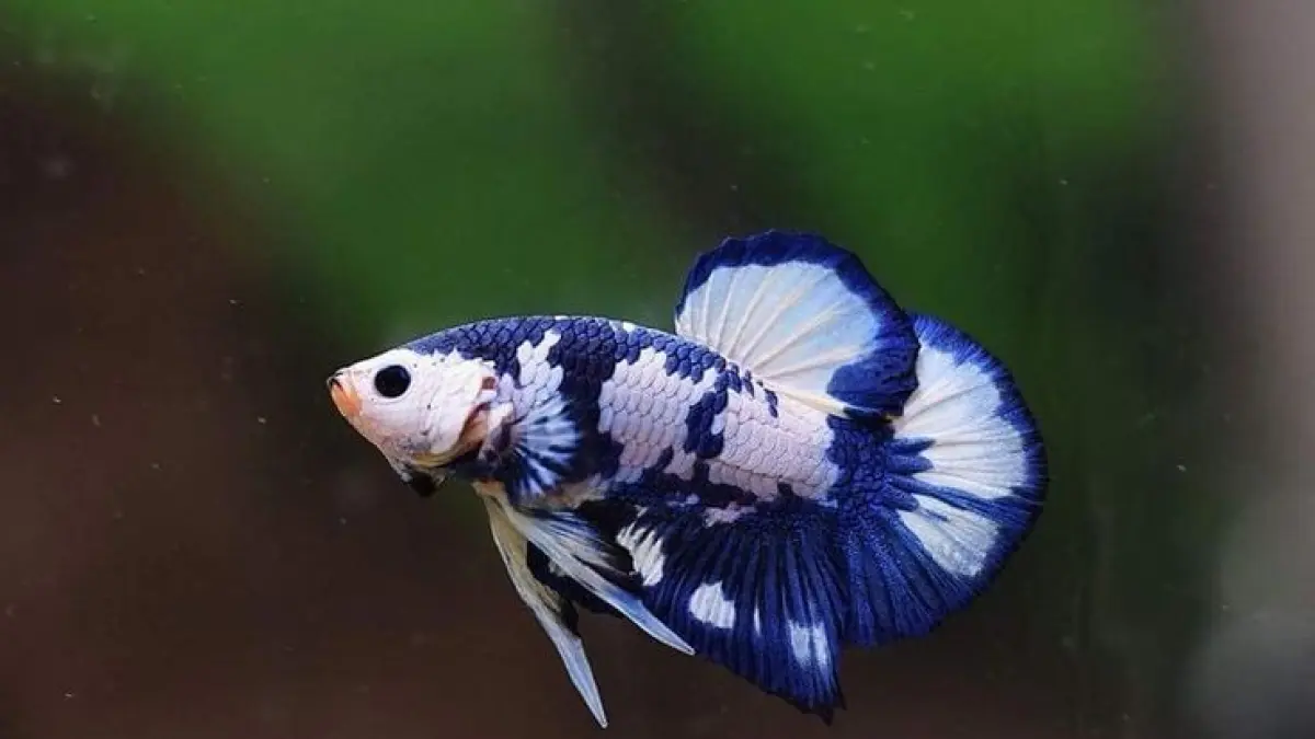 Kenali 10 jenis ikan cupang populer, mulai Half Moon, Plakat, Crown Tail, Double Tail, Dumbo Ear hingga Wild Betta dan cara perawatannya (Pinterest).