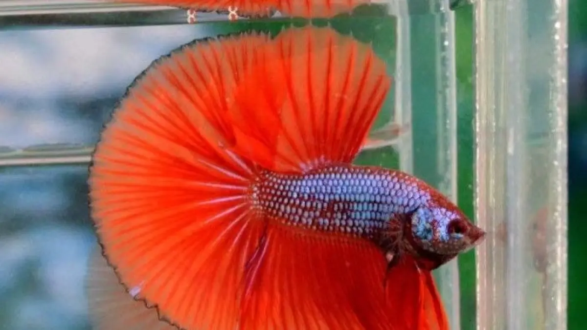Kenali 8 jenis ikan cupang 2026 untuk akuarium, dari Half Moon, Plakat, Dumbo Ear, Crown Tail hingga Fancy Betta (Pinterest).