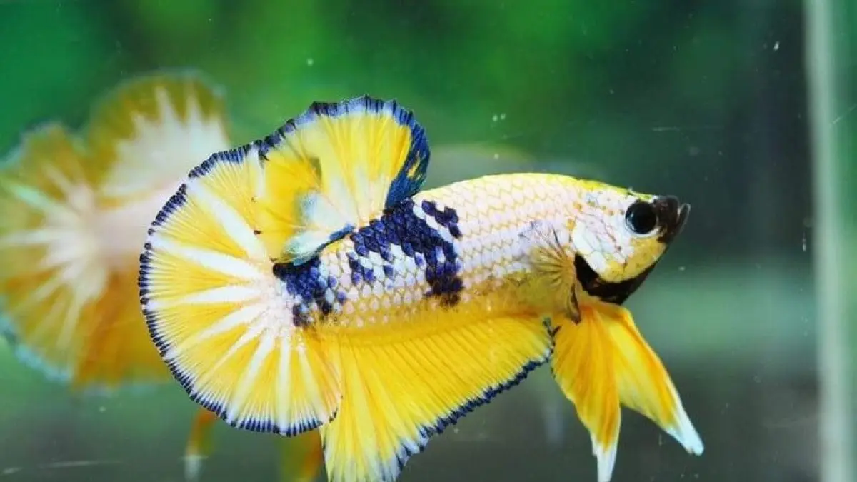 Kenali 8 jenis ikan cupang 2026 yang cantik untuk akuarium, dari Half Moon, Plakat, Dumbo Ear hingga Fancy Betta (Pinterest).