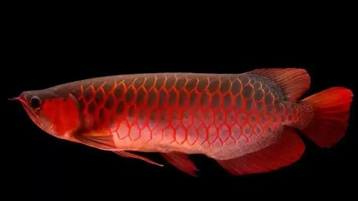 Kesalahan pelihara Arwana Super Red sering dilakukan pemula, dari pakan berlebihan, air, filter, pompa, hingga lupa menutup akuarium.(PINTEREST)