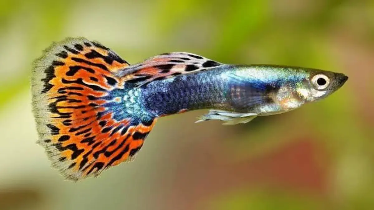 Panduan jenis makanan burayak ikan guppy dari usia 0-20 hari. Ketahui kapan waktu yang tepat memberi infusoria, artemia, hingga risiko cacing sutra.