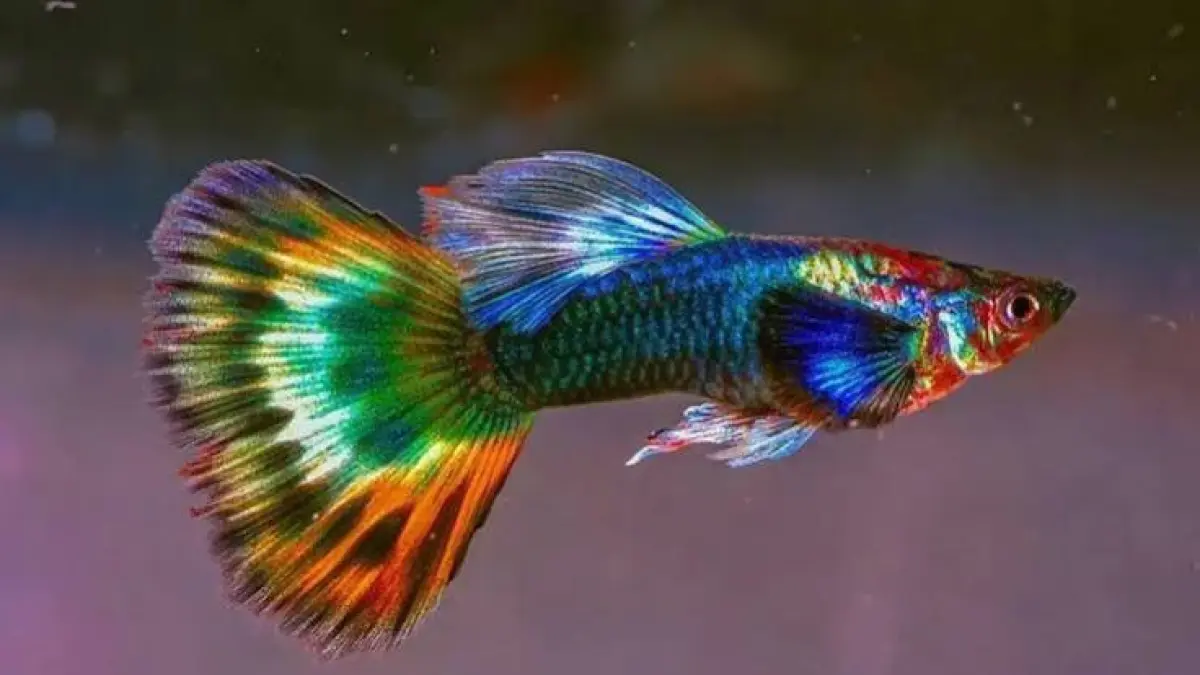 Panduan lengkap budidaya ikan guppy pemula. Pelajari cara memilih indukan, pemijahan massal, perawatan indukan hamil, hingga pembesaran burayak.