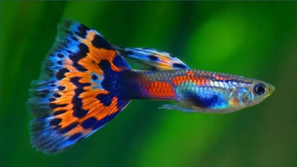 Simak trik pemijahan massal ikan guppy agar cepat hamil. Mulai dari seleksi indukan, rasio jantan-betina, hingga penetasan burayak secara praktis.