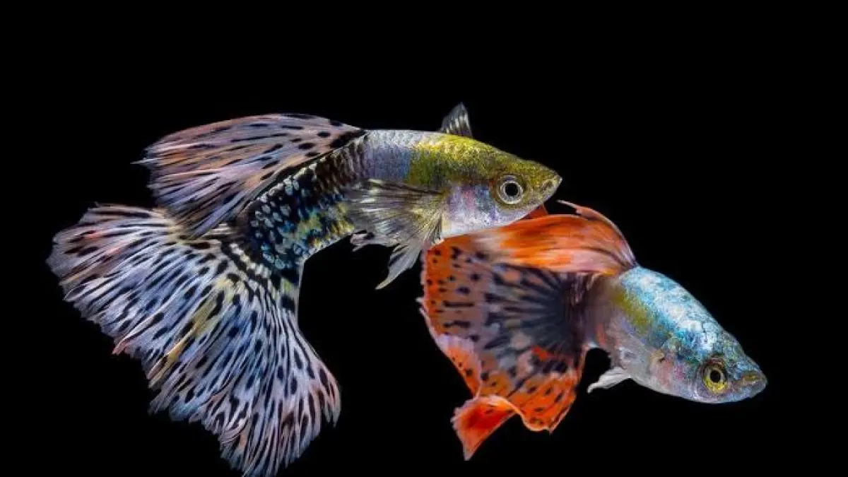  Ulasan peluang bisnis ikan guppy yang menjanjikan bagi pemula. Simak keunggulan ekonomis, kemudahan ternak, hingga tips membudidayakan guppy jantan.