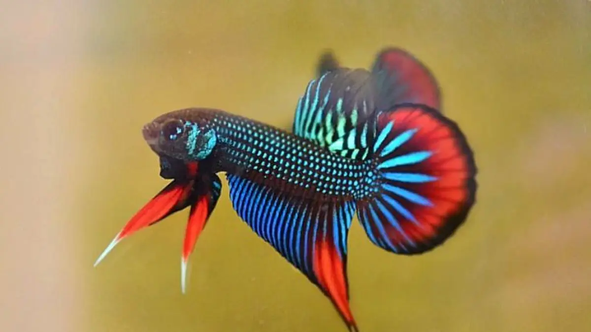 30 ikan aquarium air tawar populer, dari betta, guppy, tetra hingga arowana dan stingray, dengan kebutuhan perawatan yang berbeda (Pinterest).