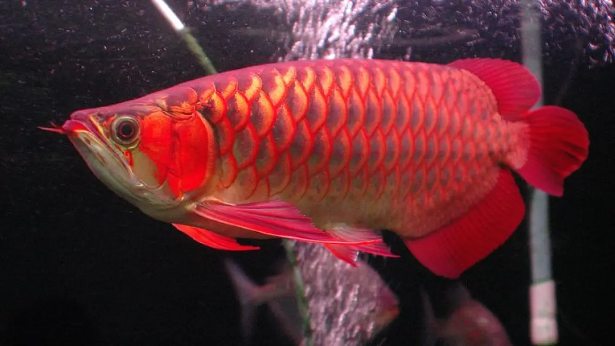 38 jenis ikan hias dan harganya, mulai cupang, guppy, koi, louhan hingga arwana Super Red yang dibanderol hingga Rp2,7 juta (Pinterest).