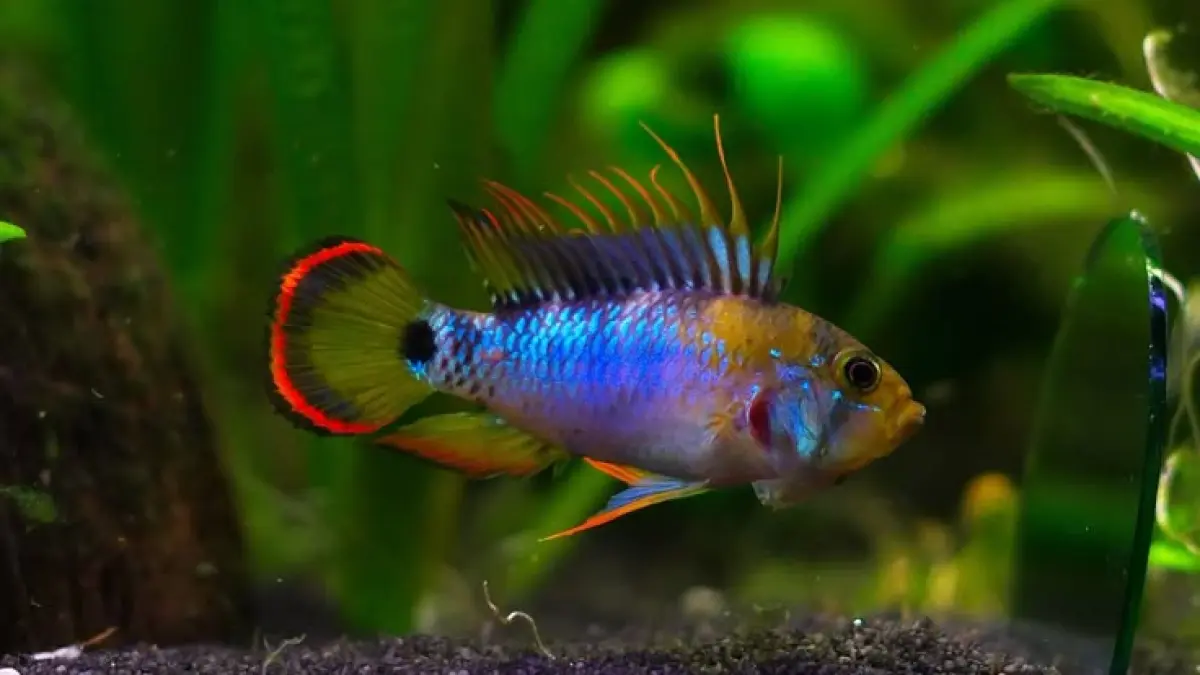 5 ikan centerpiece untuk aquarium kecil ukuran 20 hingga 29 galon, mulai angelfish, Bolivian Ram, Apistogramma, hingga gourami (Pinterest).