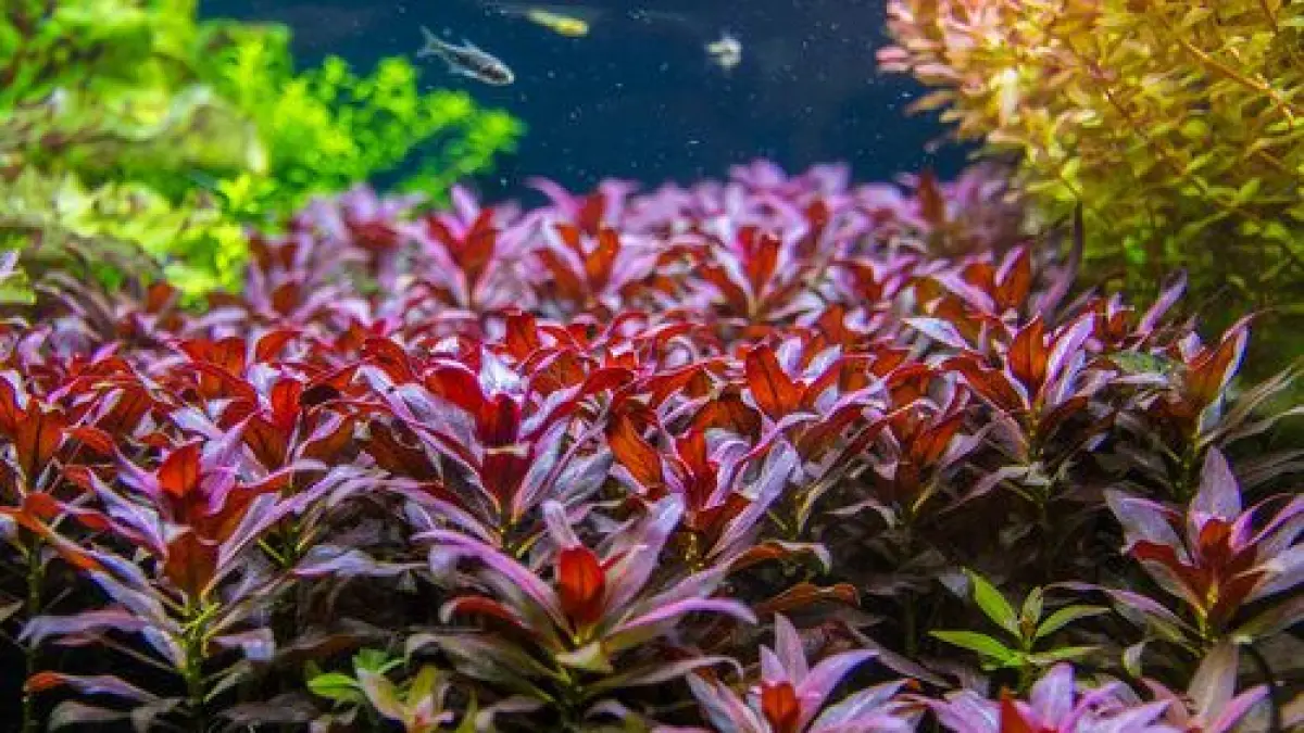 5 tanaman air hidup aquascape murah untuk pemula, dari Anubias Nana hingga Vallisneria Spiralis, dengan harga mulai Rp5.000 (Pinterest).