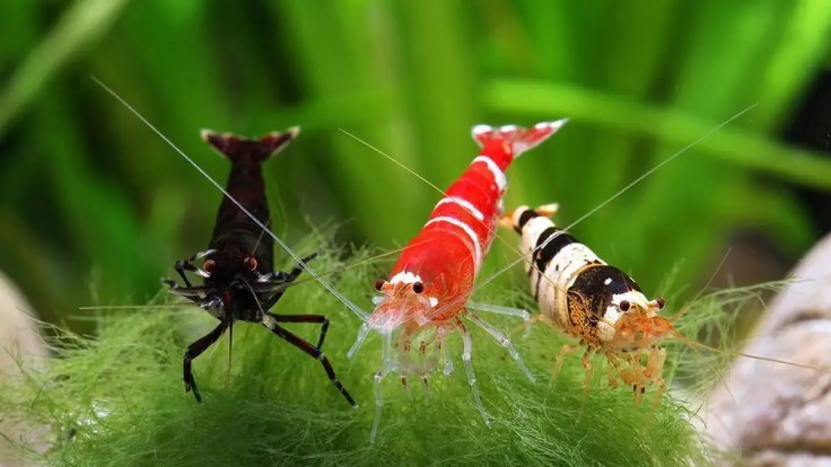 7 cara memelihara udang hias aquascape agar tidak mudah mati, mulai TDS, pH, suhu air, aklimasi, pakan hingga cycling tank (Pinterest).
