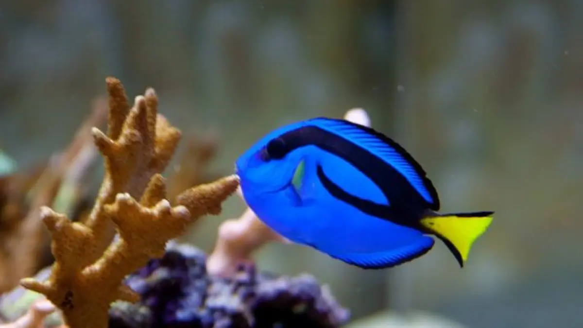 8 ikan hias air laut yang mudah dipelihara untuk akuarium, dari ikan Nemo, lionfish, butterflyfish hingga botana blue tang (Pinterest).