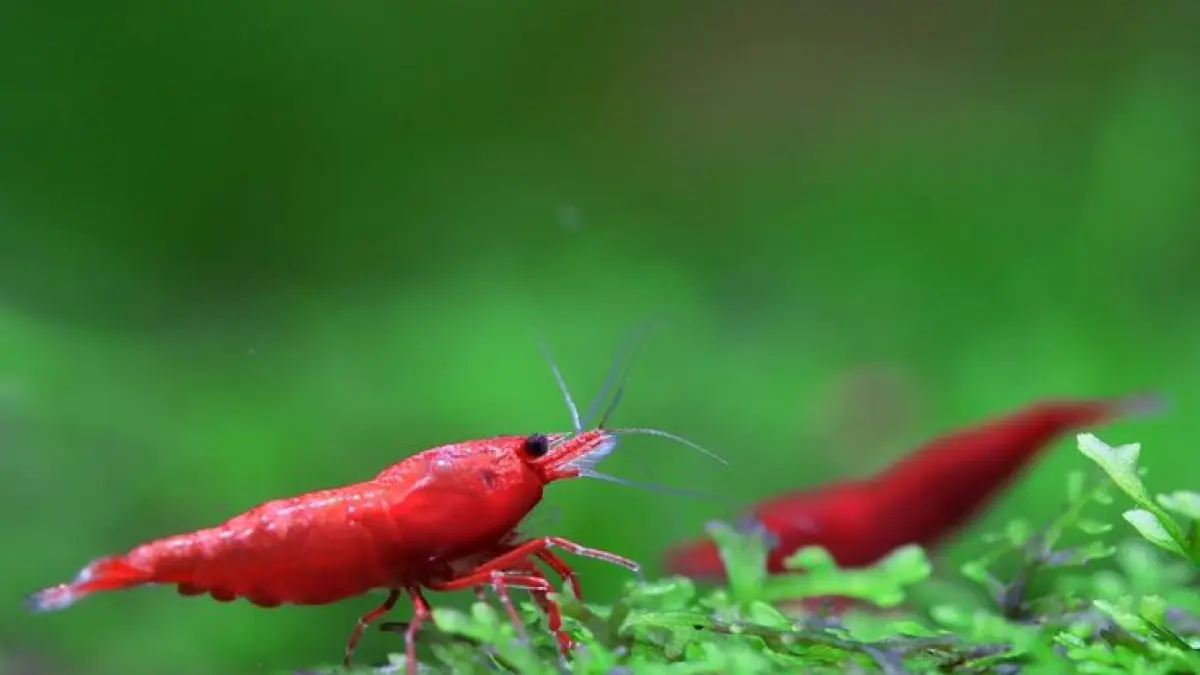 Fungsi udang di aquascape bukan cuma pemakan alga. Udang juga membantu mengurai organik, mengaduk substrat hingga menjadi bioindikator air (Pinterest).