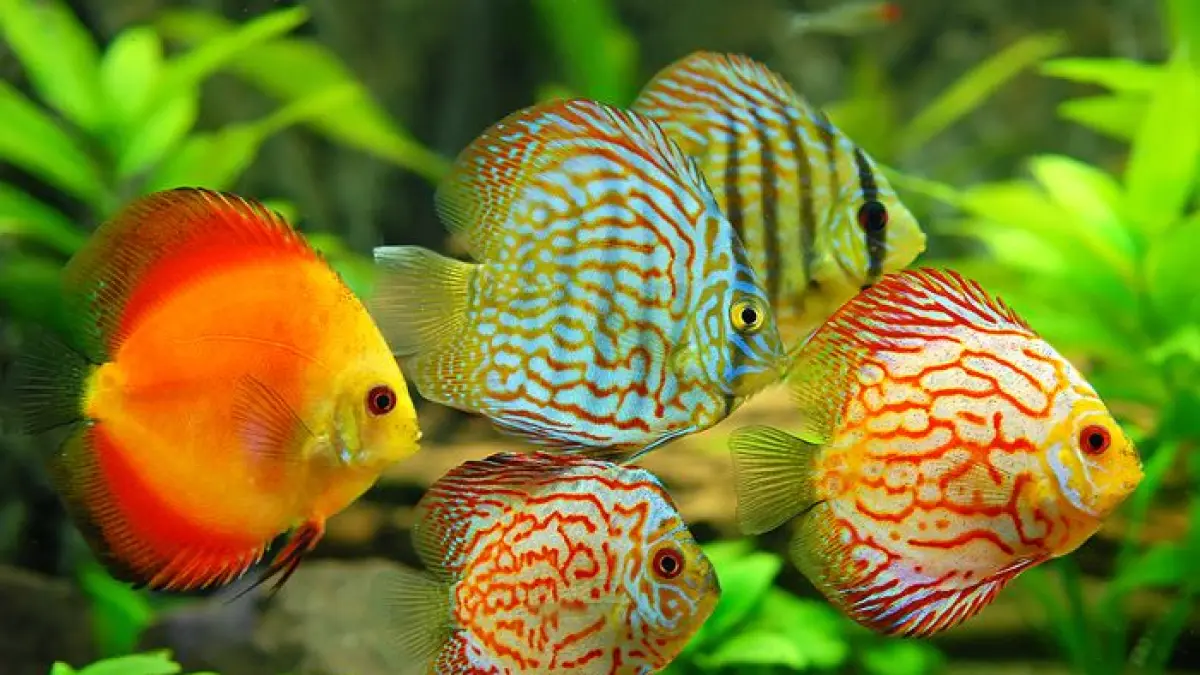 0 ikan hias warna-warni untuk akuarium, dari guppy dan neon tetra hingga discus, cupang, rainbow fish, dan cherry barb (Pinterest).