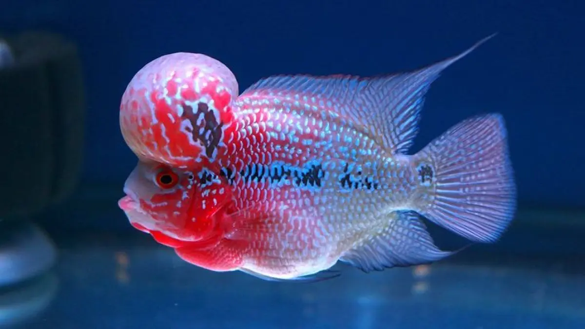 10 ikan hias air tawar terindah dengan warna menawan, mulai discus, guppy, cupang koi, hingga louhan yang unik (Pinterest).