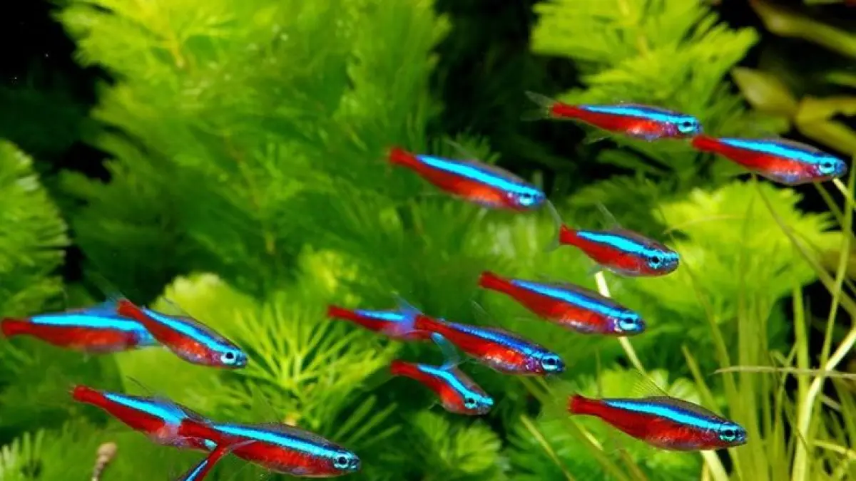 10 ikan hias kecil cantik untuk akuarium air tawar, mulai cupang, molly balon, ikan galaksi, ramirezi hingga neon tetra (Pinterest).