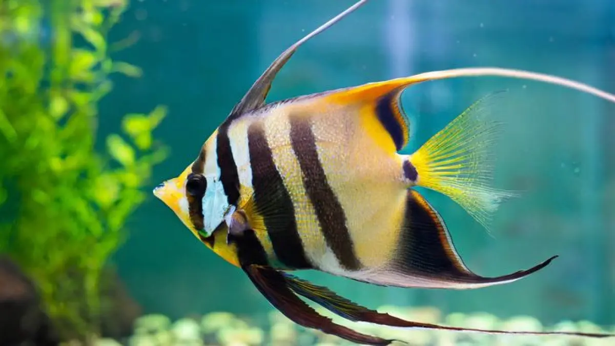 5 ikan centerpiece aquarium untuk tank kecil hingga menengah, mulai dari angelfish, apistogramma, betta, ram, hingga gourami (Pinterest).