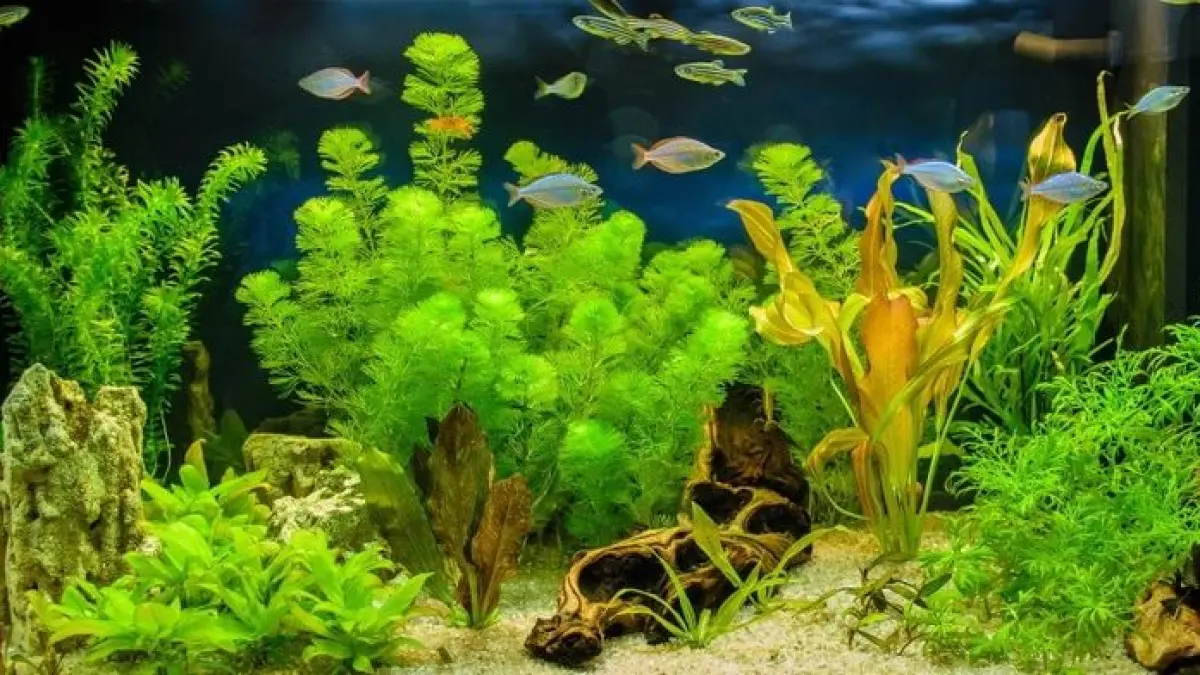 Aquascape Iwagumi terlihat sederhana, tetapi membutuhkan setup tepat. Ini cara membuat efek tanaman karpet dengan batu lava dan spek sederhana (Pinterest).