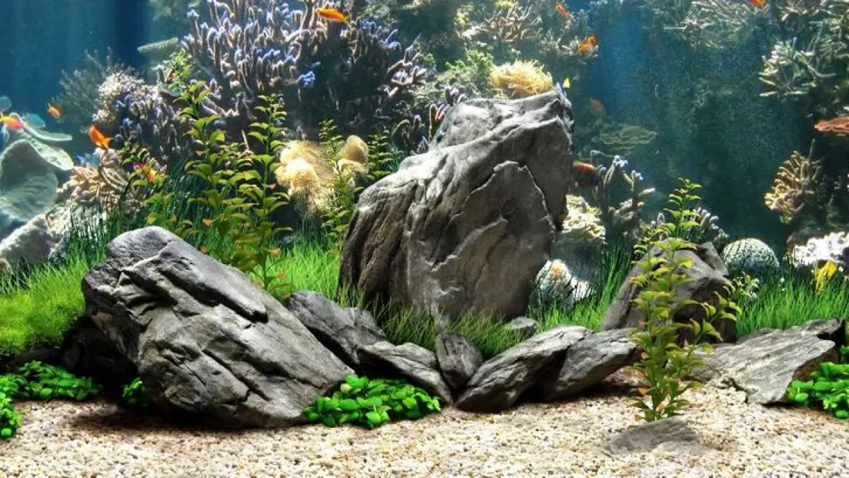 Aquascape murah modal Rp247 ribu bisa dibuat tanpa CO2. Konsep ini memakai material sederhana dan dapat dirawat dengan pergantian air lebih praktis (Pinterest).