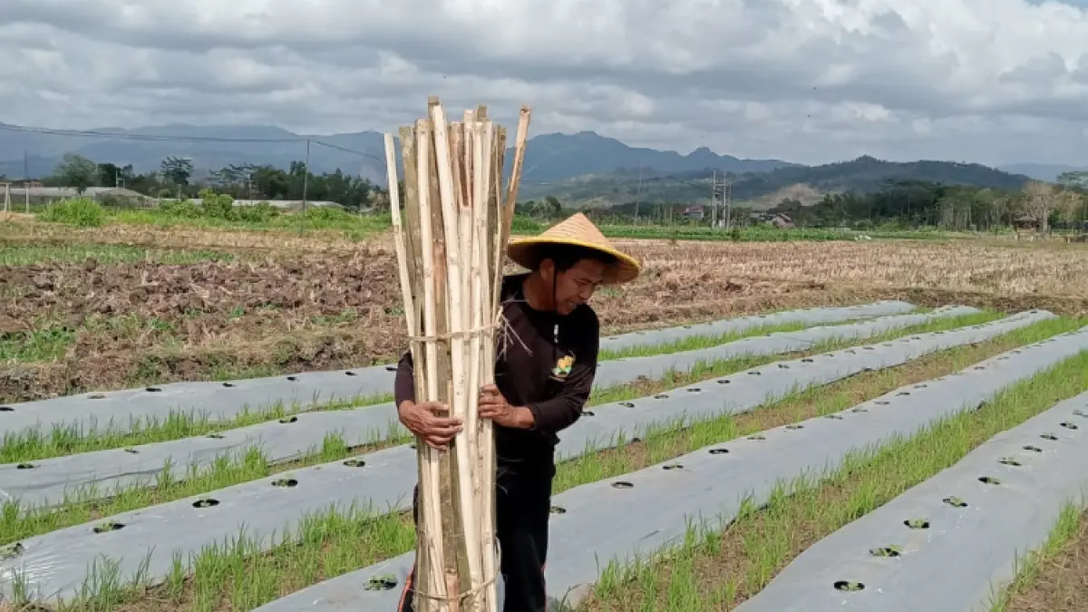 INSPIRATIF:  Kades Salamrejo, Kecamatan Karangan, Ibnu Jadid, ketika berada di ladang melon miliknya.(GUNAWAN/RADAR TRENGGALEK)