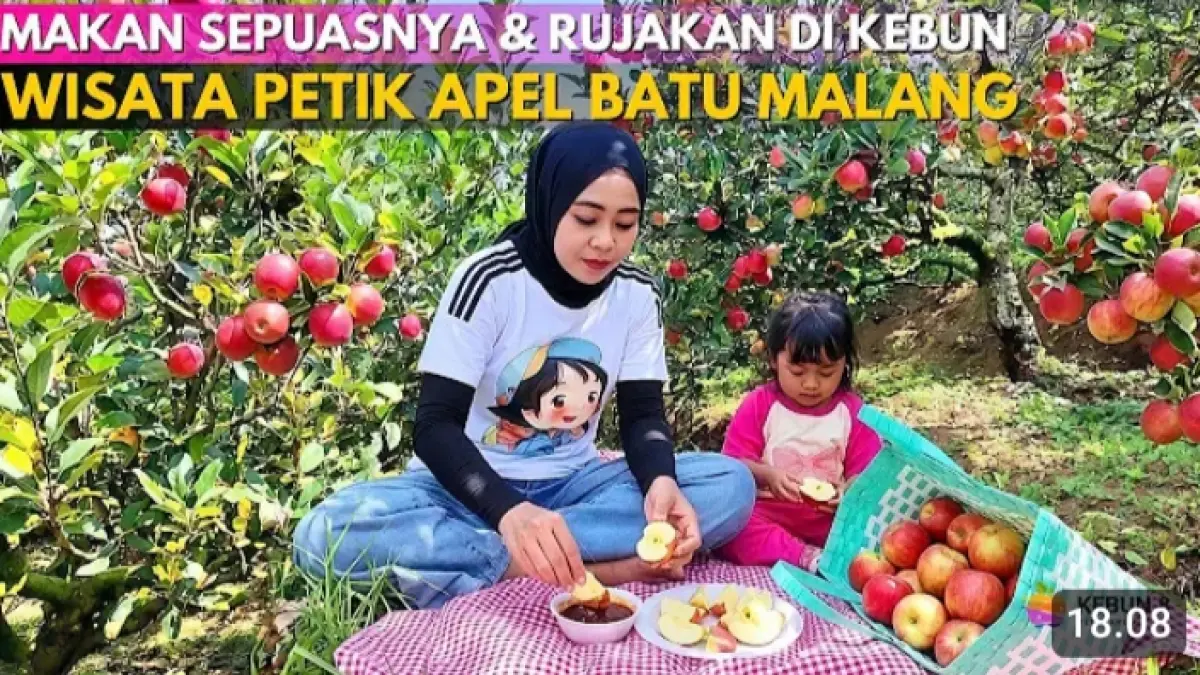 Petik apel Batu di Kebun 8 Bumiaji menawarkan pengalaman makan apel dan rujakan di kebun dengan tiket Rp25 ribu.