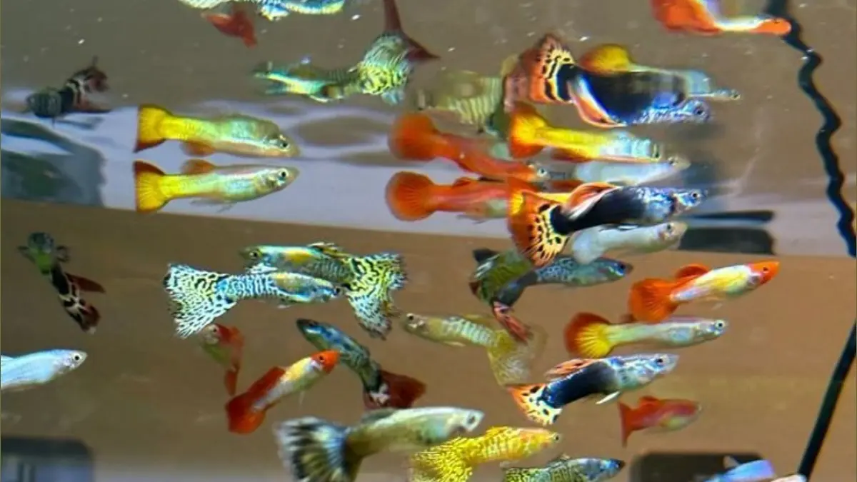Cara memelihara ikan guppy tanpa aerator bisa dilakukan. Simak tips menjaga oksigen, air, pakan dan kepadatan akuarium.
