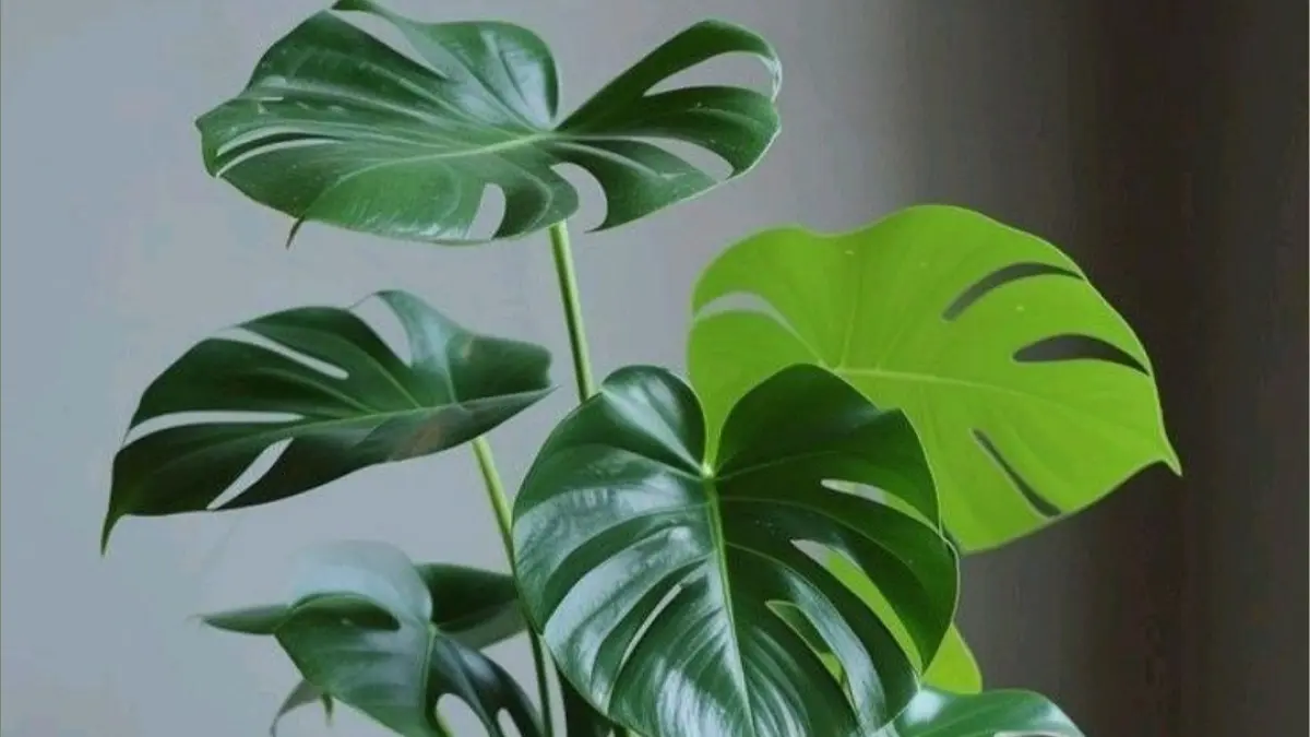 Cara menata monstera agar rapi dan tumbuh maksimal, mulai dari menentukan arah batang hingga memasang moss pole.