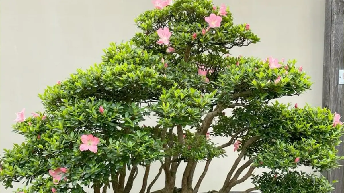 Cara merawat bonsai agar tumbuh maksimal membutuhkan 6 langkah penting, mulai dari penyiraman, pemangkasan hingga ganti pot.