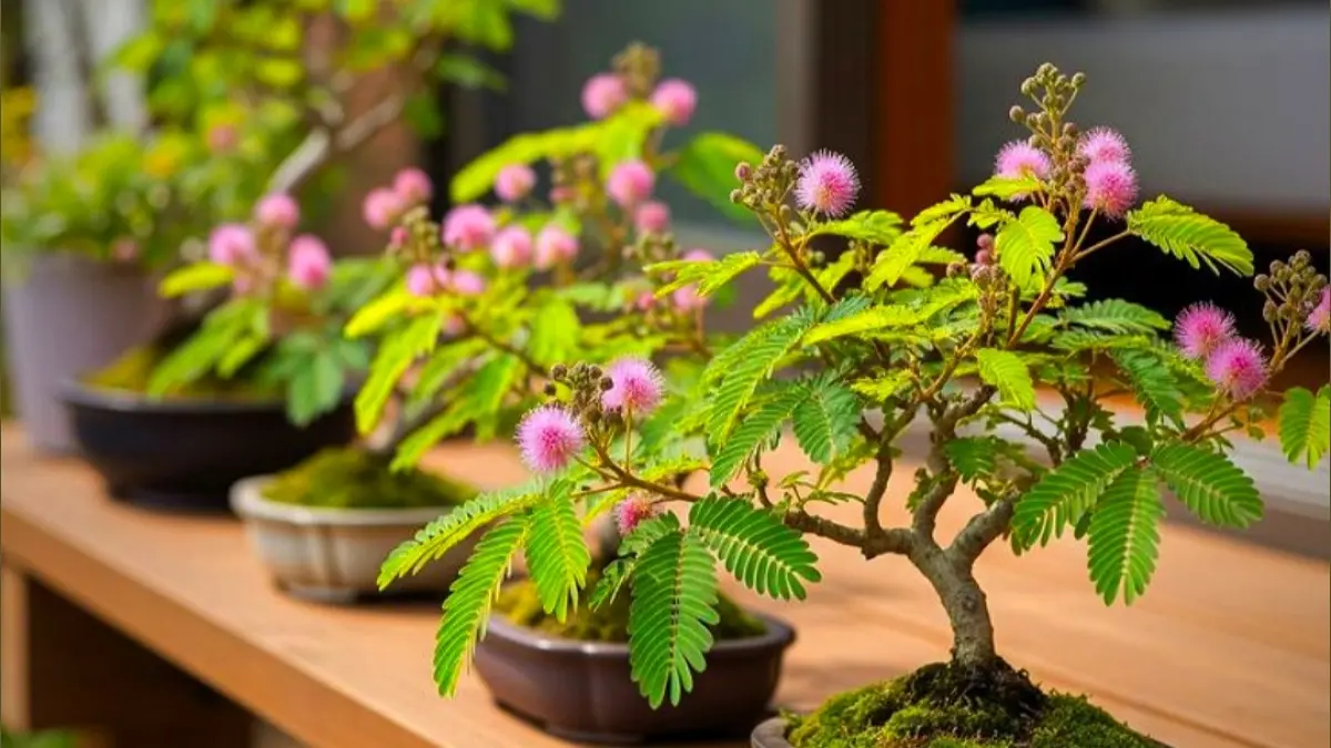 Cara merawat bonsai mini ternyata mudah. Simak trik penyiraman, pruning, dan pemupukan agar tanaman tetap sehat dan rapi.