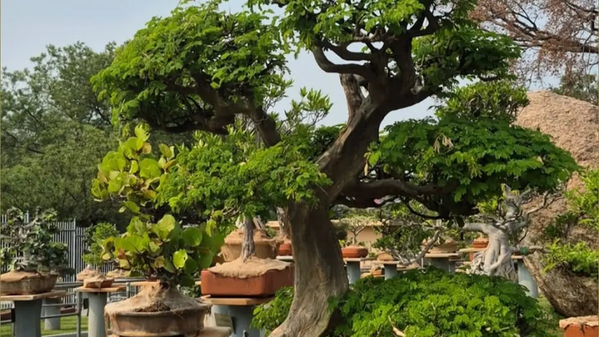 Cara merawat bonsai perlu dilakukan konsisten. Simak tips penyiraman, pruning, pembersihan, hingga wiring agar tanaman tetap sehat.