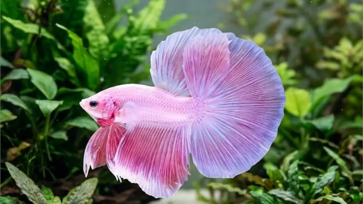 Cara merawat ikan cupang agar cantik dan tak cepat mati bisa dilakukan dengan 7 langkah sederhana, dari air hingga pakan.