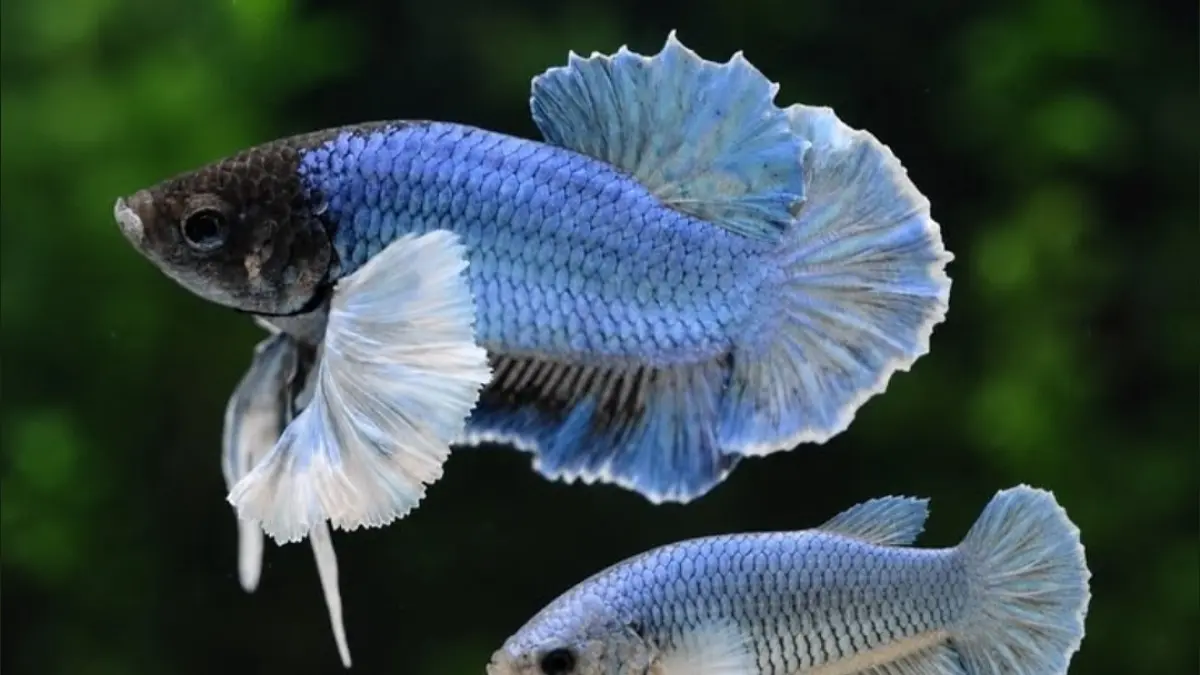 Cara merawat ikan cupang agar cepat besar, sehat, dan warnanya cantik. Simak tips pakan, air, wadah, hingga perawatannya.