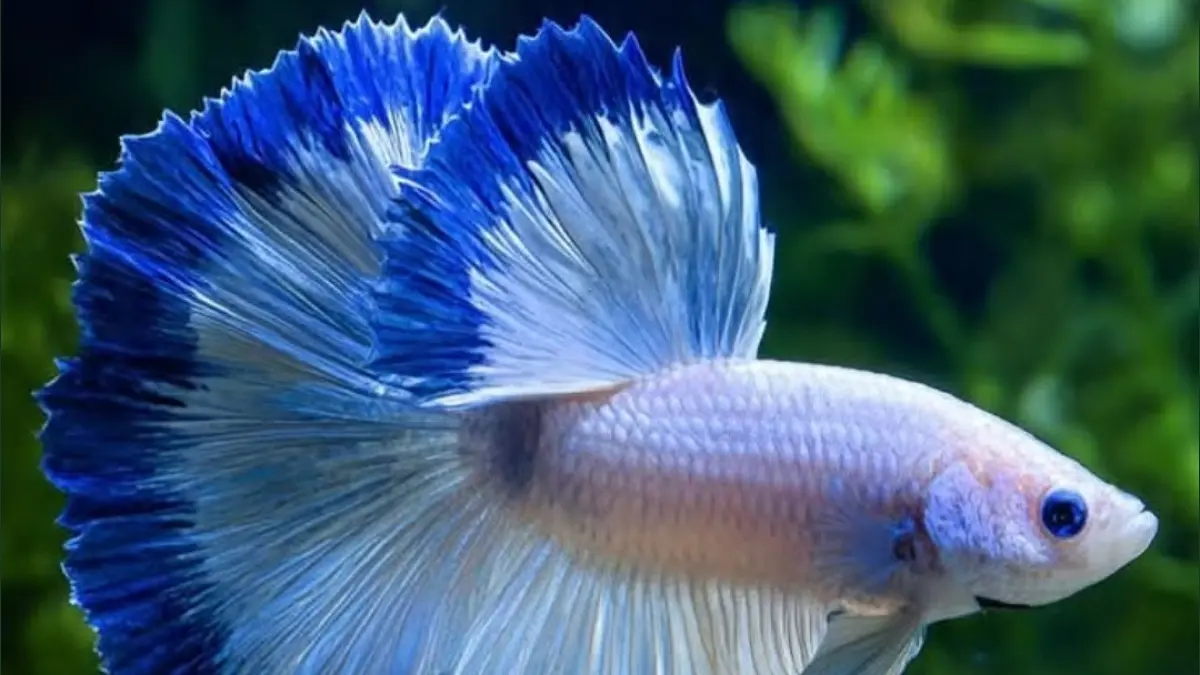 Cara merawat ikan cupang untuk pemula ternyata mudah. Simak tips air, soliter, pakan, aquascape hingga perawatan saat sakit.